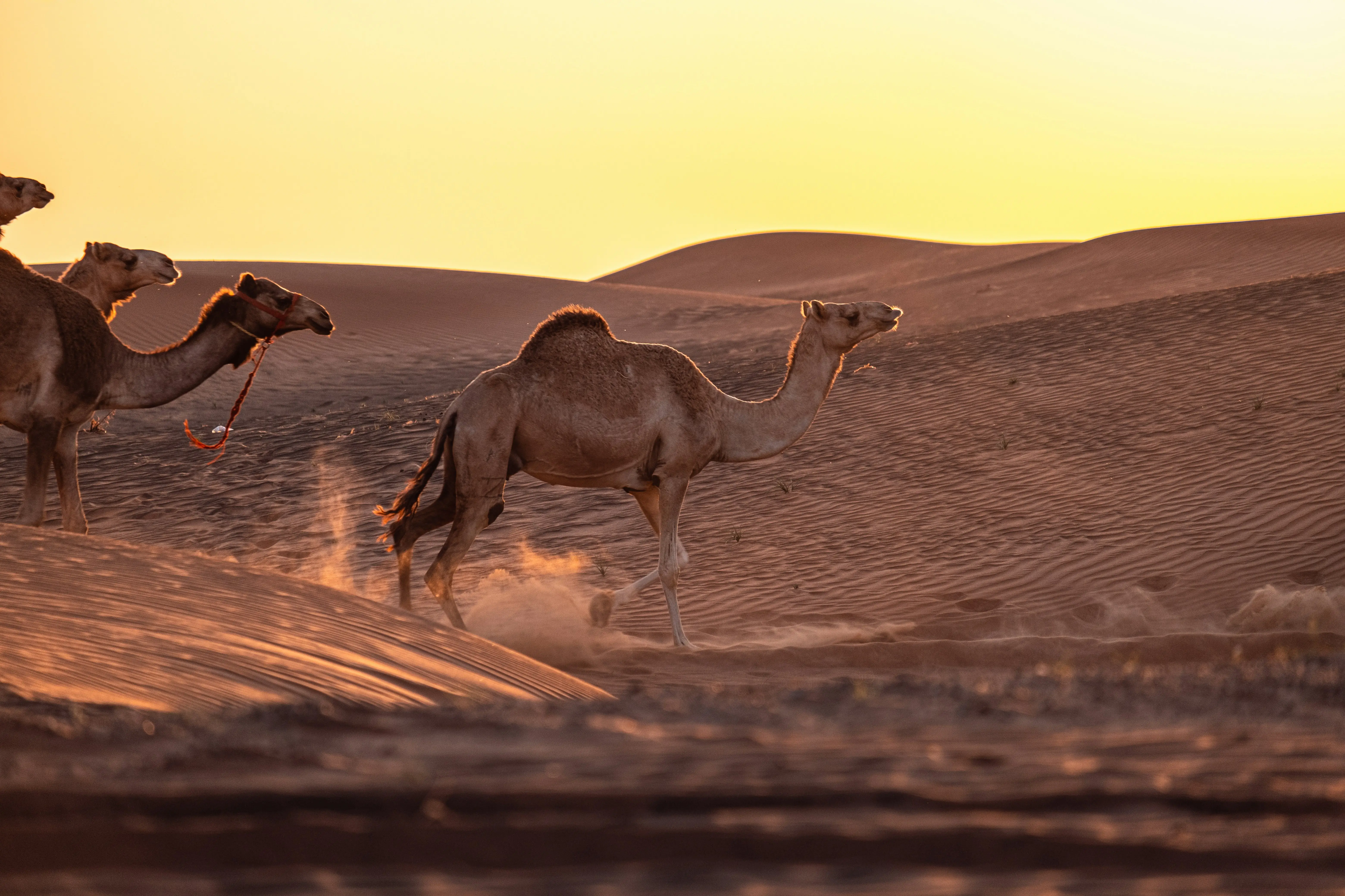 Camels in Desert Sunset