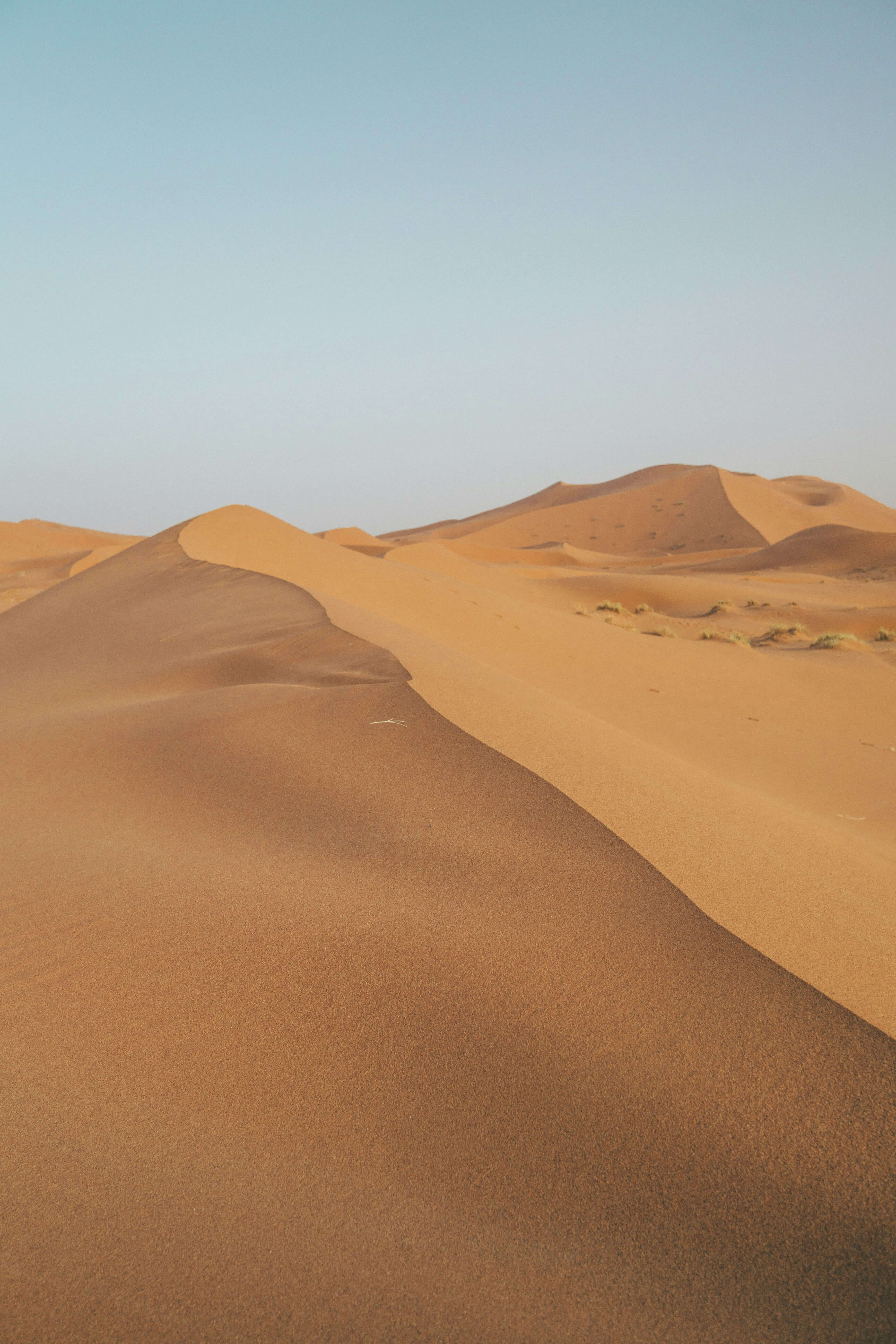 Camel trekking in the Sahara desert